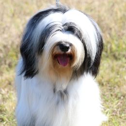Audrey - Tibetan Terrier