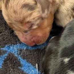 Vienna - Dapple female Dachshund puppy in Ormond Beach, Florida from Manpaw Puppies