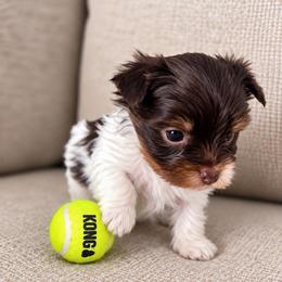 Pumpkin - Tan and white female Yorkshire Terrier puppy in Jacksonville, Florida from Yorktown Yorkies