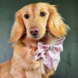 Citrine - Dachshund