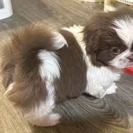 Simba - Red sable male Pekingese puppy in Plano, Texas from Dogs lovers