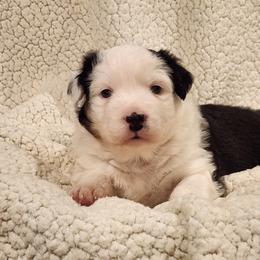Australian Shepherd Puppies from Skyview Aussies