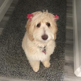 Gwen - Labradoodle