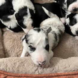 Border Collie Puppies from Roaring River Border Collies