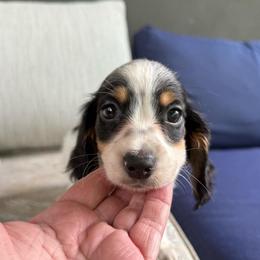 Boy 2 - Piebald male Dachshund puppy in Monetta, South Carolina from Moonrise Poodles