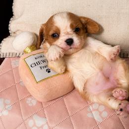 Hyacinth - Blenheim female Cavalier King Charles Spaniel puppy in Conway, Missouri from Jordan  Harrison