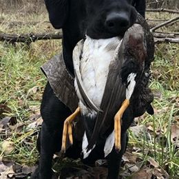 Labrador Retrievers from Luna Moon Retrievers