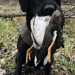 Labrador Retrievers from Luna Moon Retrievers