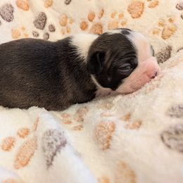 Haggerty - Black brindle and white female Boston Terrier puppy in Molalla, Oregon from Mickie's Boston Terriers