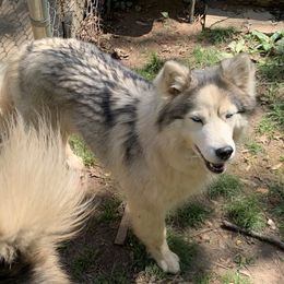 Sadii - Siberian Husky