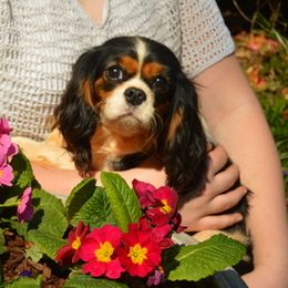Brie - Cavalier King Charles Spaniel