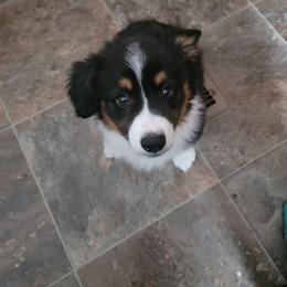 Pembroke Welsh Corgi Puppies from Corgitown