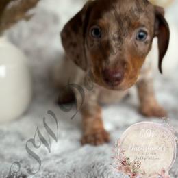 Dachshund Puppies from CSW Dachshunds
