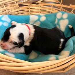 Red - Black and white female Sheepadoodle puppy in Prairie Du Chien, Wisconsin from Hicklin Hollow Ranch