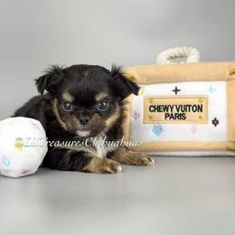 Prime - Black and tan male Chihuahua puppy in Anderson, South Carolina from Lil Treasures Chihuahuas