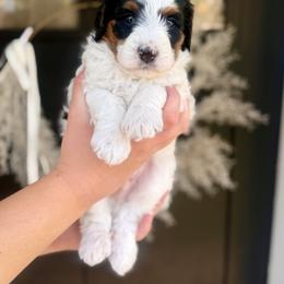 Mario- red collar male - Tri-color male Bernedoodle puppy in Salt Lake County, Utah from Coco Avenue Pups