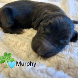 Murphy - Black male Dachshund puppy in Huntington, Arkansas from Rockstar.Weiners