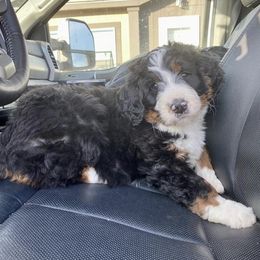 Bernedoodle Puppies from Crider’s Critters