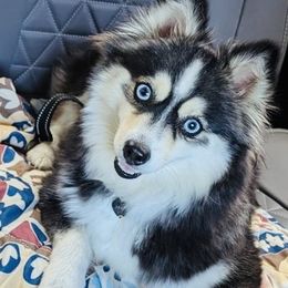 Pomsky puppies from Southern Poms of Texas