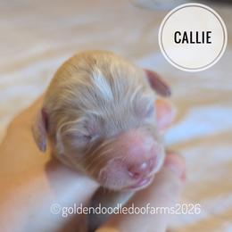 Callie - Caramel ice female Golden Aussiedoodle puppy in Hyrum, Utah from Goldendoodledoo Farms