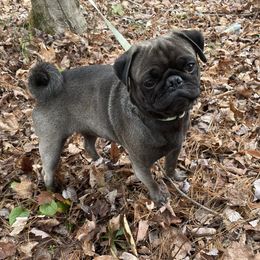 Stallone - Pug