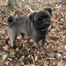 Stallone - Pug