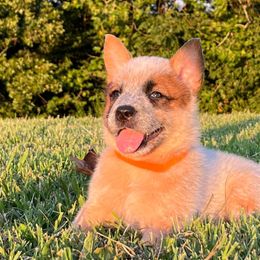 Girl 2 - Red mottled Australian Cattle Dog puppy in Nevada, Missouri from Back Road Dog Company, LLC