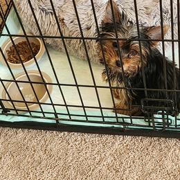 Yorkshire Terrier puppies from Royalty Kennel