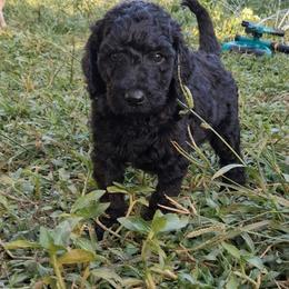 Nox - Black female Poodle puppy in Kapaa, Hawaii from Kauai Poodles
