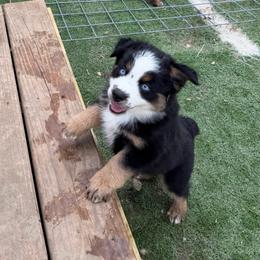 Boy 2 - Black tri male Miniature Australian Shepherd puppy in Bethany, Illinois from Rachel at Marrowbone Creek Aussies