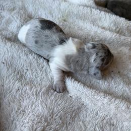 Lightning McQueen - Piebald male Dachshund puppy in Pearce, Arizona from Katy West Weenies