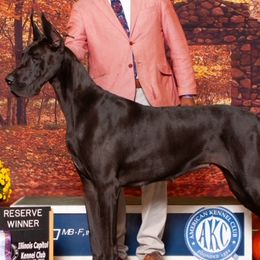 Maizy - Great Dane