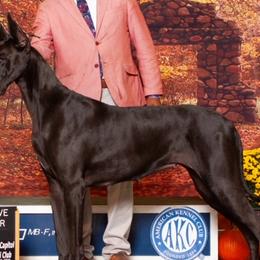 Maizy - Great Dane