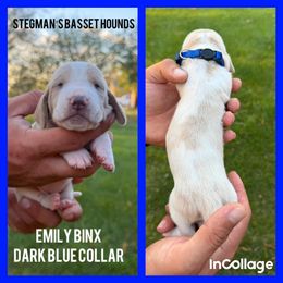 Emily Binx Hocus Pocus - Tan and white female Basset Hound puppy in Park City, Kansas from Stegmans Basset Hounds