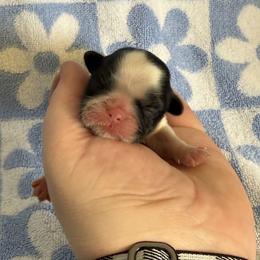 Sam - Brindle and white male Shih Tzu puppy in Sharon, Pennsylvania from Keystone Danes and Shih tzus