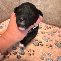 Indy - Black female Goldendoodle puppy in Cherry Tree, Pennsylvania from Plum Creek Acres Next Generation