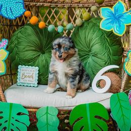 Tiki - Blue merle male Australian Shepherd puppy in Eubank, Kentucky from Ashlee's Aussies