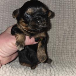 Grace - Black and tan female Shih Tzu puppy in Fairview Park, Ohio from Sunshine Shih tzus
