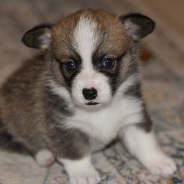 Pembroke Welsh Corgi Puppies from Mountain Maryland Corgis