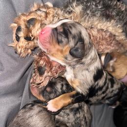 Sterling - Merle male Cavapoo puppy in Knoxville, Tennessee from Duke’s Forever Doodles