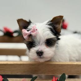 Malena - Parti female Yorkshire Terrier puppy in Benton, Illinois from Furry Tailz Yorkies