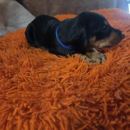 Blue collar boy - Black and rust male Doberman Pinscher puppy in Santa Clarita, California from Riviera Dobermans