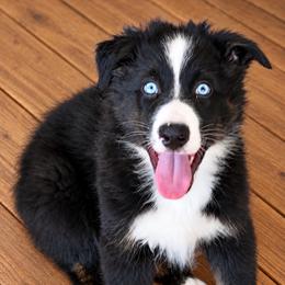 Mako - Black tri-color male Australian Shepherd puppy in Magee, Mississippi from Paint ByNumbers Ranch