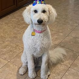 Goldendoodles from Southernly Sweet Doodles