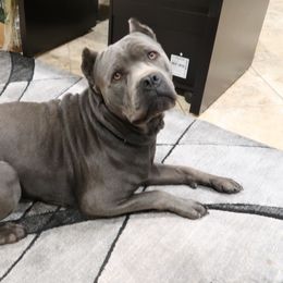 Blade - Cane Corso