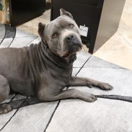 Blade - Cane Corso