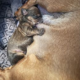 Dachshund Puppies from Angela's Dachshunds