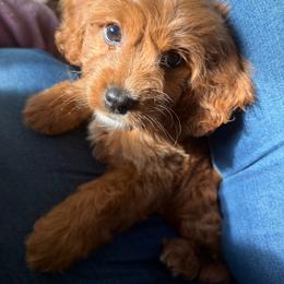 Ryder - Apricot male Cavapoo puppy in Battle Lake, Minnesota from Panda Puppies