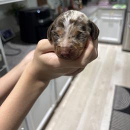 Milo - Dapple male Dachshund puppy in Tomball, Texas from Gutierrez House of Doxies