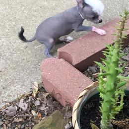 Chihuahua and Chinese Crested Puppies from Western Kentucky Chihuahua’s and Chinese Crested’s